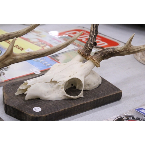 95 - A PAIR OF TAXIDERMY DEER SKULLS ON WOODEN MOUNTS