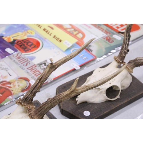 95 - A PAIR OF TAXIDERMY DEER SKULLS ON WOODEN MOUNTS