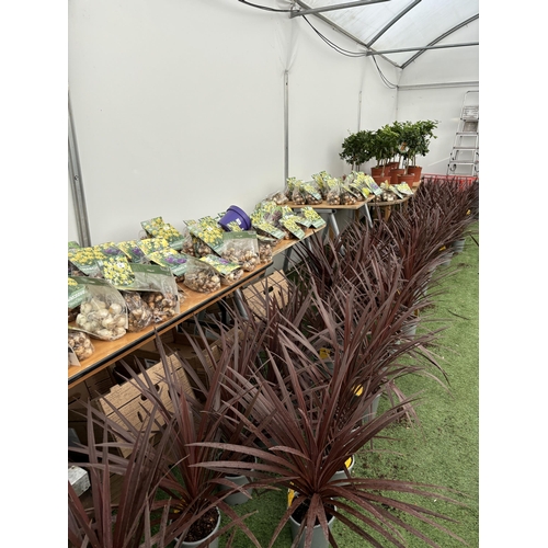 0 - WELCOME TO ASHLEY WALLER HORTICULTURE AUCTION - LOTS ARE BEING ADDED DAILY