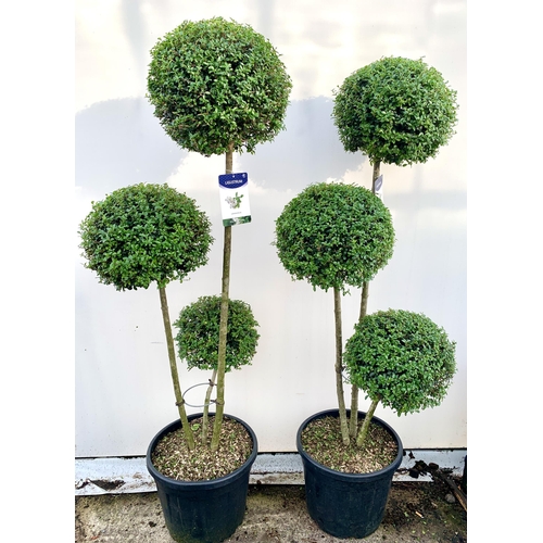 1 - A PAIR OF LIGUSTRUM JONANDRUM TRIOBA POM POM TREES APPROX 190CM TALL IN A 35 LITRE POT. TO BE SOLD F... 