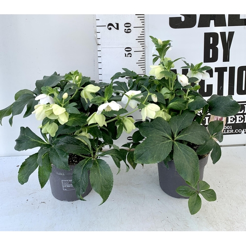 100 - TWO HELLEBOROUS ORIENTALIS IN WHITE IN THREE LITRE POTS. APPROX 40-50CM TALL TO BE SOLD FOR THE TWO