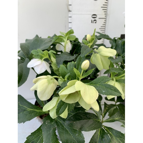 100 - TWO HELLEBOROUS ORIENTALIS IN WHITE IN THREE LITRE POTS. APPROX 40-50CM TALL TO BE SOLD FOR THE TWO