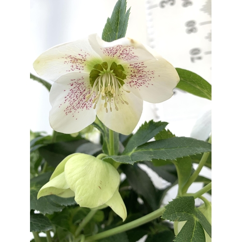 100 - TWO HELLEBOROUS ORIENTALIS IN WHITE IN THREE LITRE POTS. APPROX 40-50CM TALL TO BE SOLD FOR THE TWO