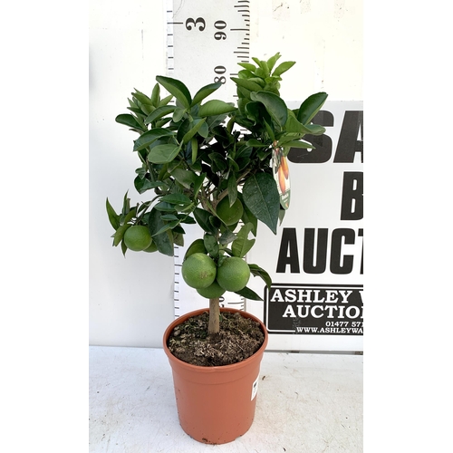 102 - ONE ARANCIO ORANGE FRUIT TREE WITH FRUIT. APPROX 80CM IN HEIGHT IN A 7 LTR POT. NO VAT