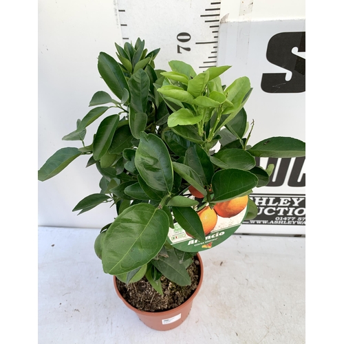 102 - ONE ARANCIO ORANGE FRUIT TREE WITH FRUIT. APPROX 80CM IN HEIGHT IN A 7 LTR POT. NO VAT