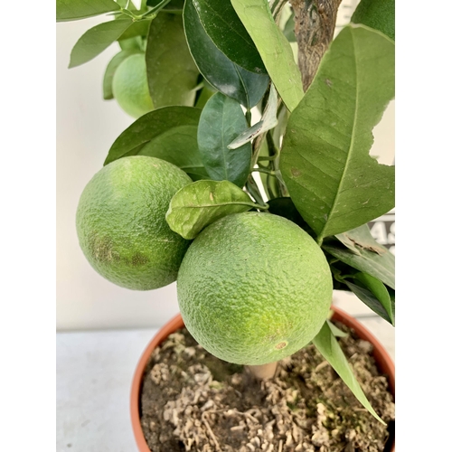 102 - ONE ARANCIO ORANGE FRUIT TREE WITH FRUIT. APPROX 80CM IN HEIGHT IN A 7 LTR POT. NO VAT