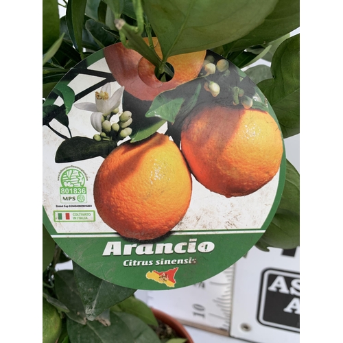 102 - ONE ARANCIO ORANGE FRUIT TREE WITH FRUIT. APPROX 80CM IN HEIGHT IN A 7 LTR POT. NO VAT