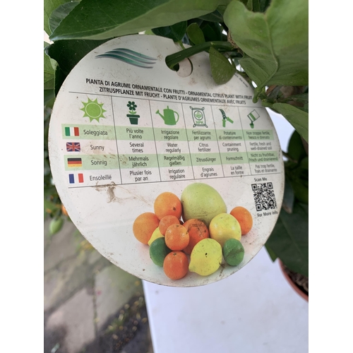 102 - ONE ARANCIO ORANGE FRUIT TREE WITH FRUIT. APPROX 80CM IN HEIGHT IN A 7 LTR POT. NO VAT