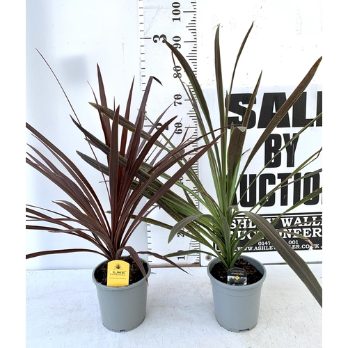 105 - TWO CORDYLINE AUSTRALIS IN RED AND GREEN IN 2 LTR POTS. APPROX 80-90CM IN HEIGHT