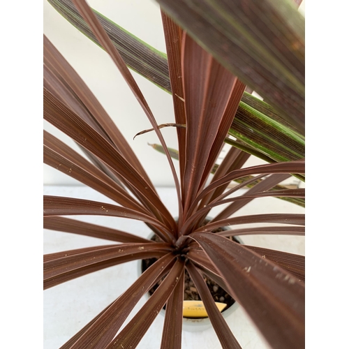 105 - TWO CORDYLINE AUSTRALIS IN RED AND GREEN IN 2 LTR POTS. APPROX 80-90CM IN HEIGHT