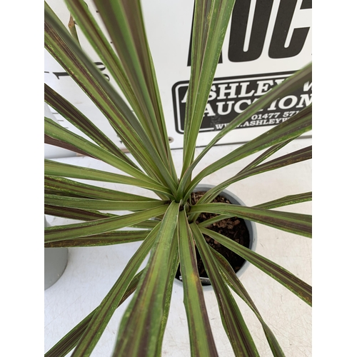 105 - TWO CORDYLINE AUSTRALIS IN RED AND GREEN IN 2 LTR POTS. APPROX 80-90CM IN HEIGHT