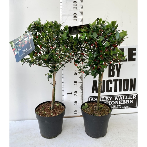 14 - A PAIR STANDARD HOLLY ILEX BLUE MAID WITH BERRIES TREES 85CM TALL, IN A 6 LITRE POT. TO BE SOLD FOR ... 