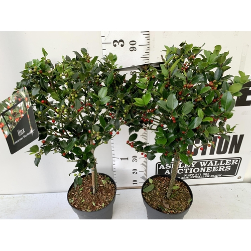 14 - A PAIR STANDARD HOLLY ILEX BLUE MAID WITH BERRIES TREES 85CM TALL, IN A 6 LITRE POT. TO BE SOLD FOR ... 