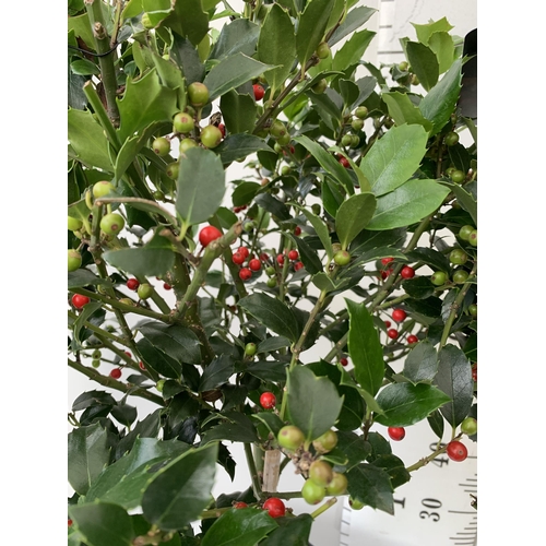 14 - A PAIR STANDARD HOLLY ILEX BLUE MAID WITH BERRIES TREES 85CM TALL, IN A 6 LITRE POT. TO BE SOLD FOR ... 