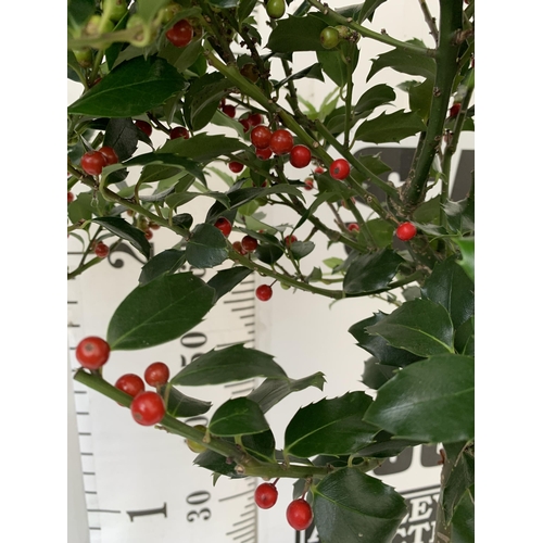 14 - A PAIR STANDARD HOLLY ILEX BLUE MAID WITH BERRIES TREES 85CM TALL, IN A 6 LITRE POT. TO BE SOLD FOR ... 