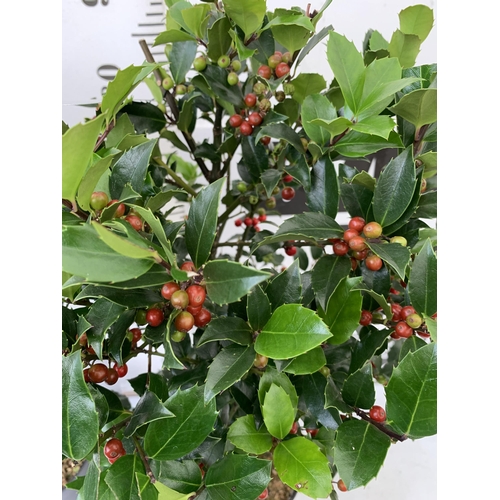 14 - A PAIR STANDARD HOLLY ILEX BLUE MAID WITH BERRIES TREES 85CM TALL, IN A 6 LITRE POT. TO BE SOLD FOR ... 