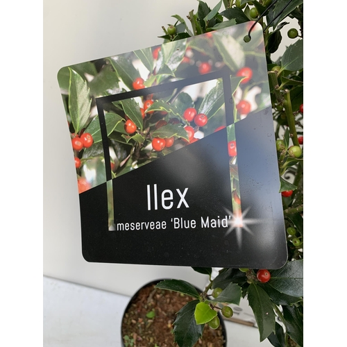 14 - A PAIR STANDARD HOLLY ILEX BLUE MAID WITH BERRIES TREES 85CM TALL, IN A 6 LITRE POT. TO BE SOLD FOR ... 