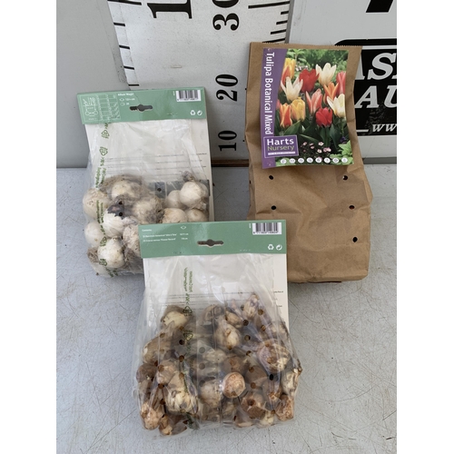 146 - ONE HUNDRED SPRING BULBS IN 3 PACKS. THIRTY DWARF TULIPS, FIFTY MIXED NARCISSUS AND CROCUS AND TWENT... 