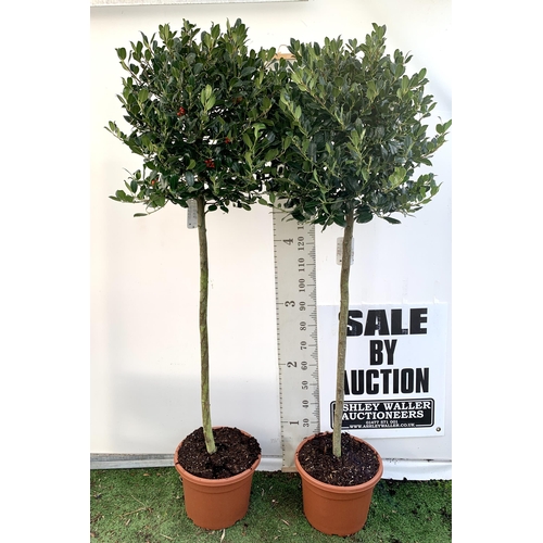 148 - A PAIR OF STANDARD HOLLY ILEX AQUIFOLIUM J C VAN TOLL TREES OVER 200CM IN A 20 LITRE POT TO BE SOLD ... 