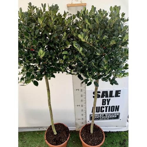 148 - A PAIR OF STANDARD HOLLY ILEX AQUIFOLIUM J C VAN TOLL TREES OVER 200CM IN A 20 LITRE POT TO BE SOLD ... 