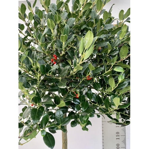 148 - A PAIR OF STANDARD HOLLY ILEX AQUIFOLIUM J C VAN TOLL TREES OVER 200CM IN A 20 LITRE POT TO BE SOLD ... 