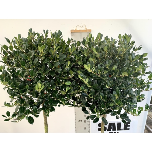 148 - A PAIR OF STANDARD HOLLY ILEX AQUIFOLIUM J C VAN TOLL TREES OVER 200CM IN A 20 LITRE POT TO BE SOLD ... 