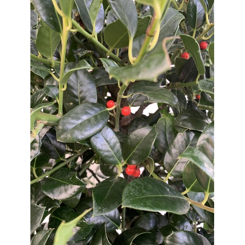 148 - A PAIR OF STANDARD HOLLY ILEX AQUIFOLIUM J C VAN TOLL TREES OVER 200CM IN A 20 LITRE POT TO BE SOLD ... 