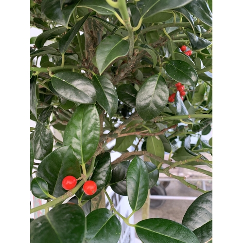 148 - A PAIR OF STANDARD HOLLY ILEX AQUIFOLIUM J C VAN TOLL TREES OVER 200CM IN A 20 LITRE POT TO BE SOLD ... 