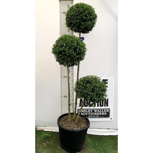 149 - A LIGUSTRUM JONANDRUM TRIOBA POM POM TREE 185CM TALL IN A 35 LITRE POT