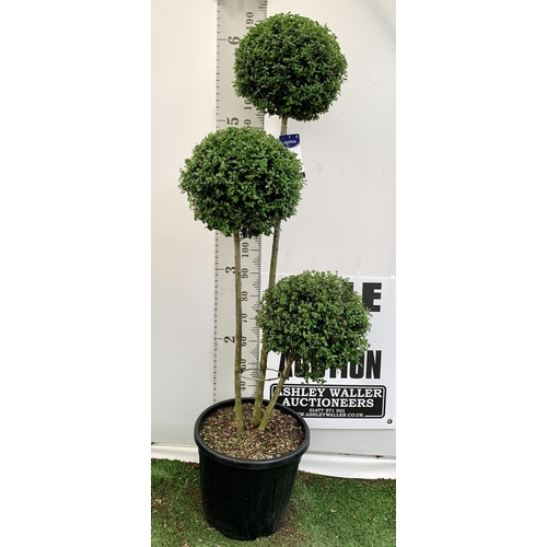 149 - A LIGUSTRUM JONANDRUM TRIOBA POM POM TREE 185CM TALL IN A 35 LITRE POT