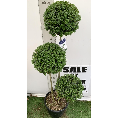 149 - A LIGUSTRUM JONANDRUM TRIOBA POM POM TREE 185CM TALL IN A 35 LITRE POT