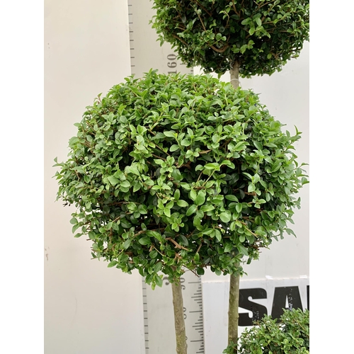 149 - A LIGUSTRUM JONANDRUM TRIOBA POM POM TREE 185CM TALL IN A 35 LITRE POT