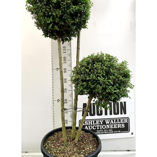 149 - A LIGUSTRUM JONANDRUM TRIOBA POM POM TREE 185CM TALL IN A 35 LITRE POT