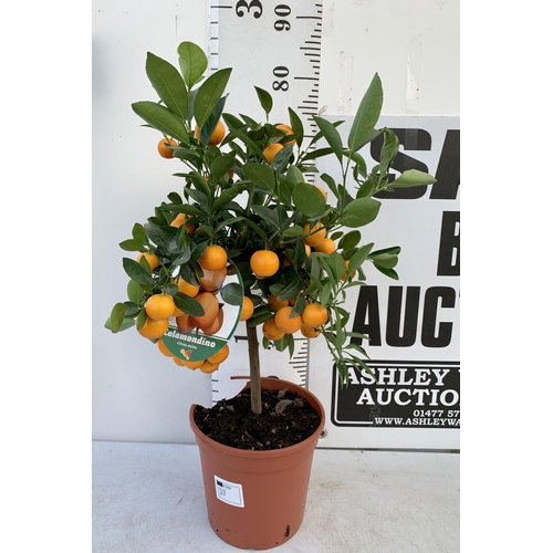 151 - ONE CALAMONDINO MANDARIN ORANGE CITRUS TREE. APPROX 80CM IN HEIGHT IN A 7 LTR POT. NO VAT