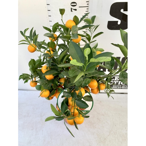 151 - ONE CALAMONDINO MANDARIN ORANGE CITRUS TREE. APPROX 80CM IN HEIGHT IN A 7 LTR POT. NO VAT