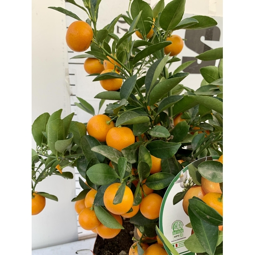 151 - ONE CALAMONDINO MANDARIN ORANGE CITRUS TREE. APPROX 80CM IN HEIGHT IN A 7 LTR POT. NO VAT