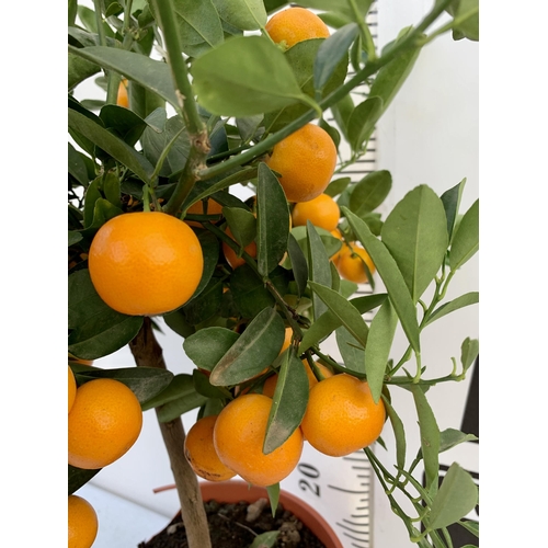 151 - ONE CALAMONDINO MANDARIN ORANGE CITRUS TREE. APPROX 80CM IN HEIGHT IN A 7 LTR POT. NO VAT