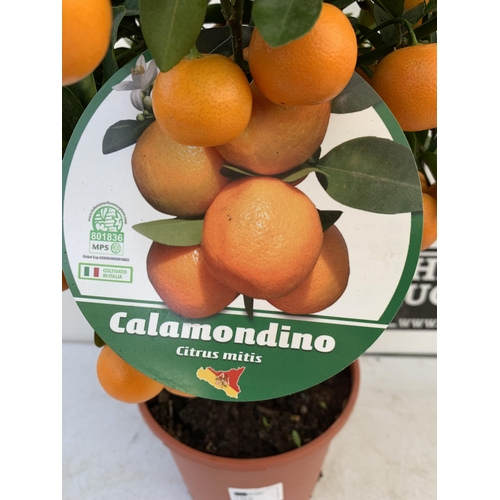 151 - ONE CALAMONDINO MANDARIN ORANGE CITRUS TREE. APPROX 80CM IN HEIGHT IN A 7 LTR POT. NO VAT