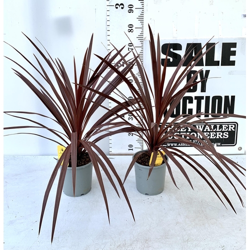 156 - TWO CORDYLINE AUSTRALIS REDSTAR 80CM - 90CM TALL TO BE SOLD FOR THE TWO