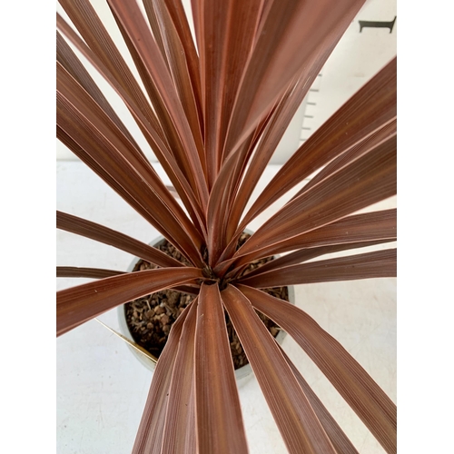 156 - TWO CORDYLINE AUSTRALIS REDSTAR 80CM - 90CM TALL TO BE SOLD FOR THE TWO