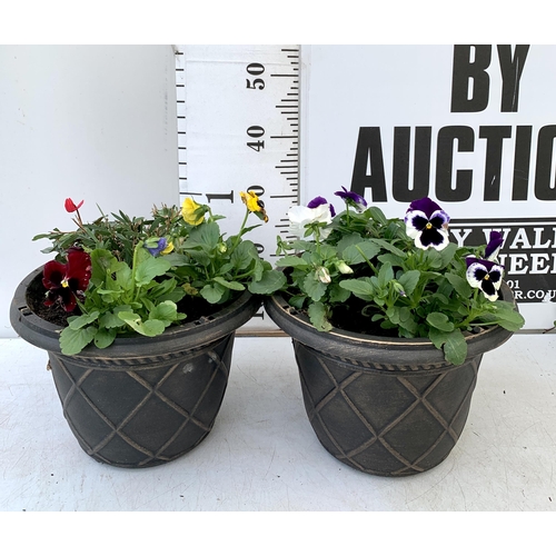 16 - TWO PLANTERS FILLED WITH WINTER BEDDING TO INCLUDE PANSIES, CYCLAMEN ETC. PLANTERS MEASURE 24CM IN D... 