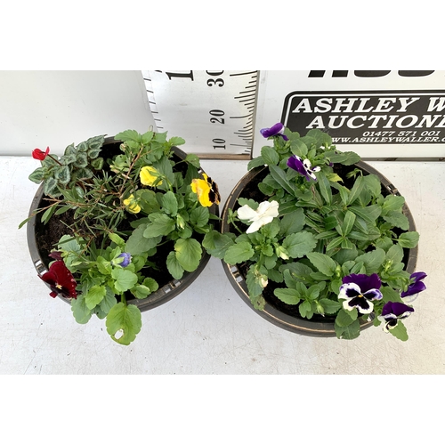 16 - TWO PLANTERS FILLED WITH WINTER BEDDING TO INCLUDE PANSIES, CYCLAMEN ETC. PLANTERS MEASURE 24CM IN D... 