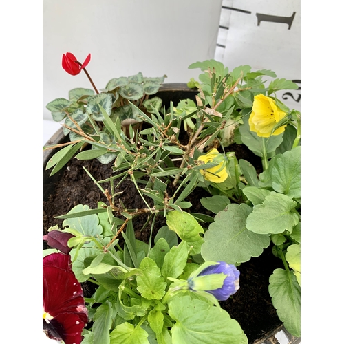 16 - TWO PLANTERS FILLED WITH WINTER BEDDING TO INCLUDE PANSIES, CYCLAMEN ETC. PLANTERS MEASURE 24CM IN D... 