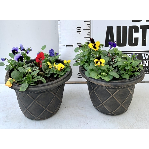 17 - TWO PLANTERS FILLED WITH WINTER BEDDING TO INCLUDE PANSIES, CYCLAMEN ETC. PLANTERS MEASURE 24CM IN D... 