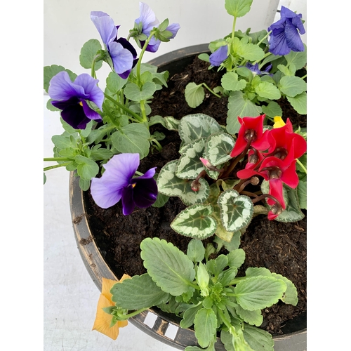 17 - TWO PLANTERS FILLED WITH WINTER BEDDING TO INCLUDE PANSIES, CYCLAMEN ETC. PLANTERS MEASURE 24CM IN D... 