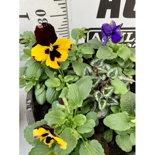 17 - TWO PLANTERS FILLED WITH WINTER BEDDING TO INCLUDE PANSIES, CYCLAMEN ETC. PLANTERS MEASURE 24CM IN D... 