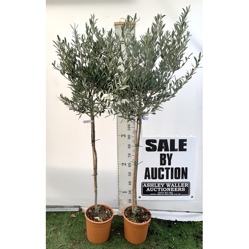 2 - TWO LARGE ITALIAN OLIVE STANDARD TREES OVER 180CM IN HEIGHT IN 9 LTR POTS NO VAT TO BE SOLD FOR THE ... 