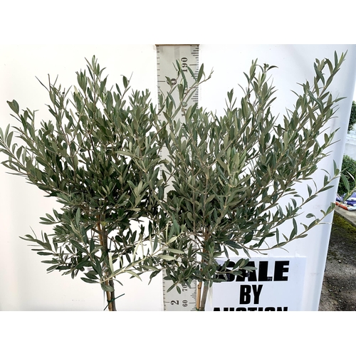 2 - TWO LARGE ITALIAN OLIVE STANDARD TREES OVER 180CM IN HEIGHT IN 9 LTR POTS NO VAT TO BE SOLD FOR THE ... 