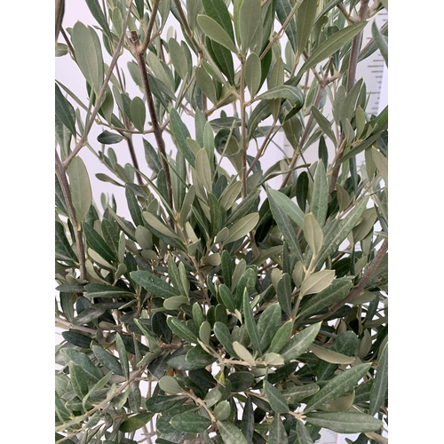 2 - TWO LARGE ITALIAN OLIVE STANDARD TREES OVER 180CM IN HEIGHT IN 9 LTR POTS NO VAT TO BE SOLD FOR THE ... 