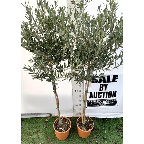 2 - TWO LARGE ITALIAN OLIVE STANDARD TREES OVER 180CM IN HEIGHT IN 9 LTR POTS NO VAT TO BE SOLD FOR THE ... 